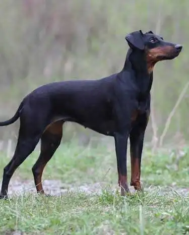 Apparence du Terrier de Manchester