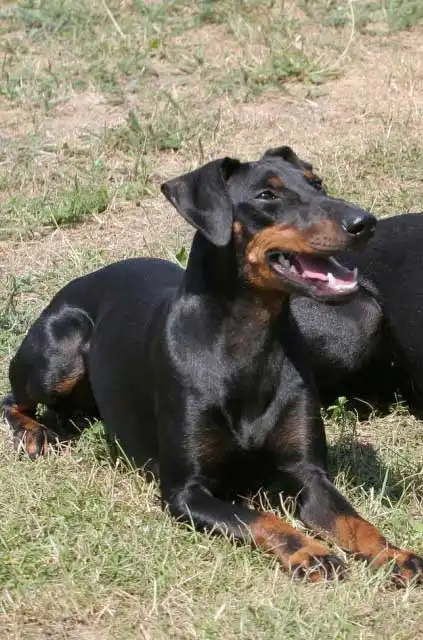 Entretien & Soins du Terrier de Manchester