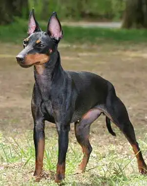 Comportement & Caractère du Terrier de Manchester