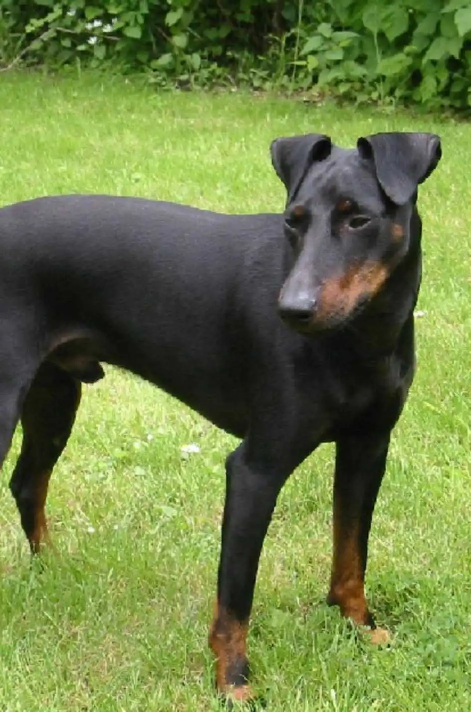 Besoins d'Exercice du Terrier de Manchester