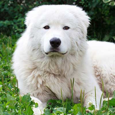 Perro pastor de Maremma