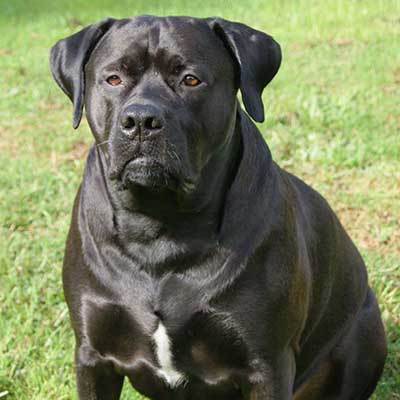 Mastador
