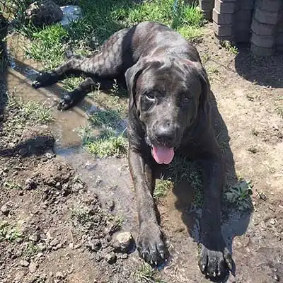 Raça de cão Mastapeake.