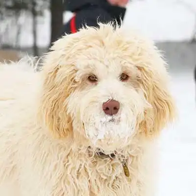 Mastidoodle dog breed.