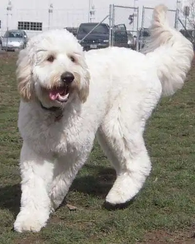 Breed Origin