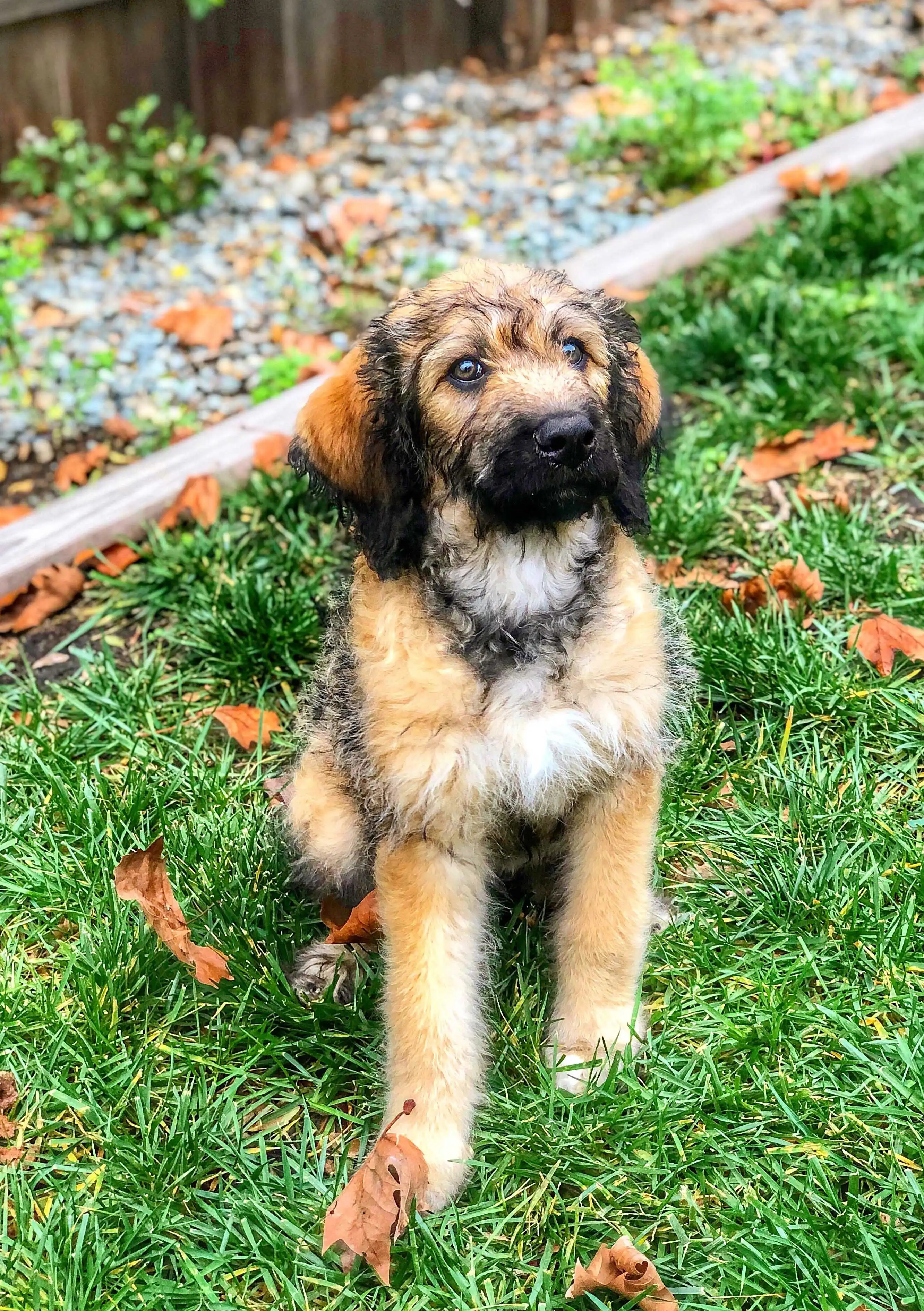 Breed Appearance