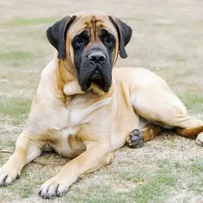 Mastiff dog breed.