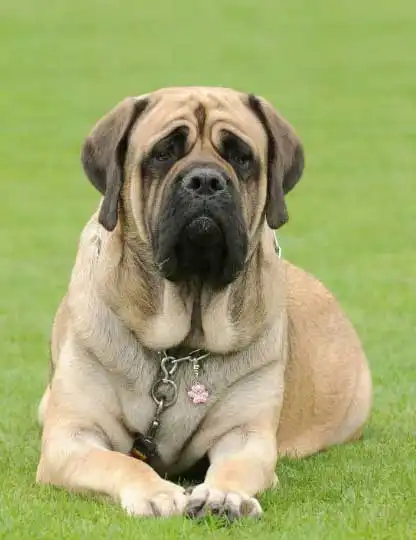 Breed Origin