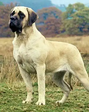 Breed Appearance