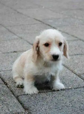 Breed Appearance