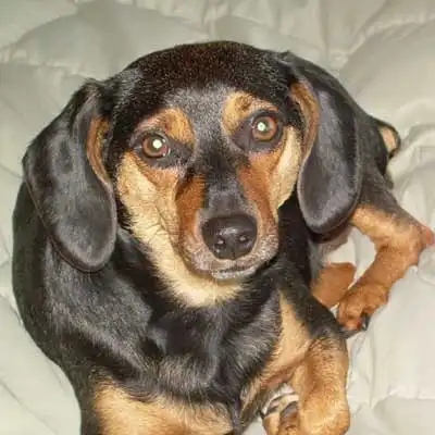 Meagle dog breed.