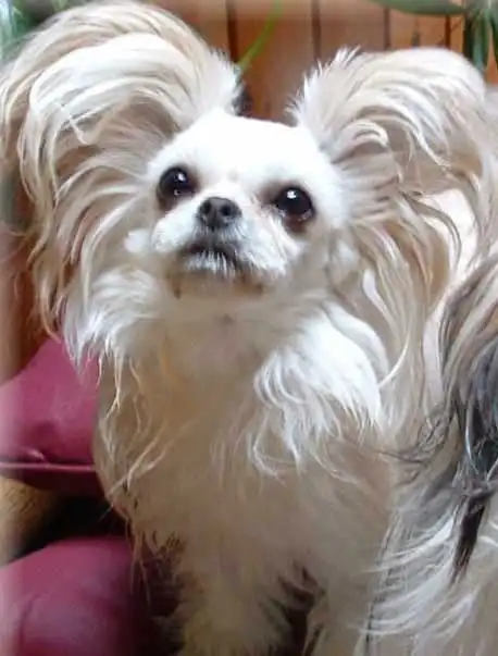 Breed Appearance