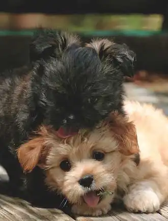 Behavior & Temperament