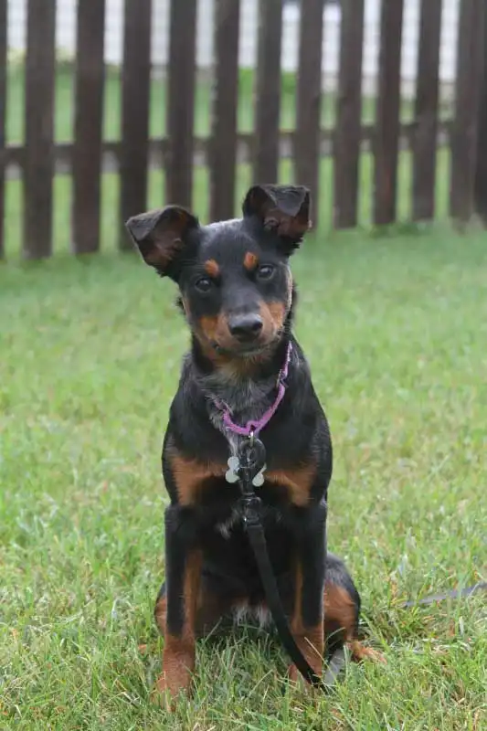 Breed Origin
