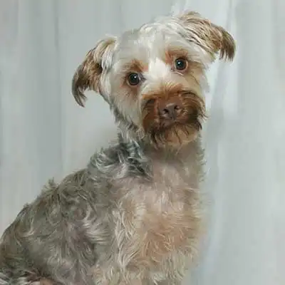 Mini Bolonauzer dog breed.