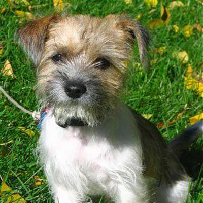 Mini Fo-Tzu
