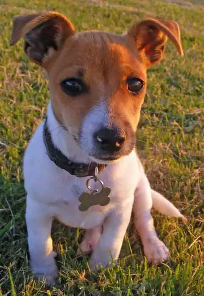 Origine & Histoire du Mini Fox Beagle