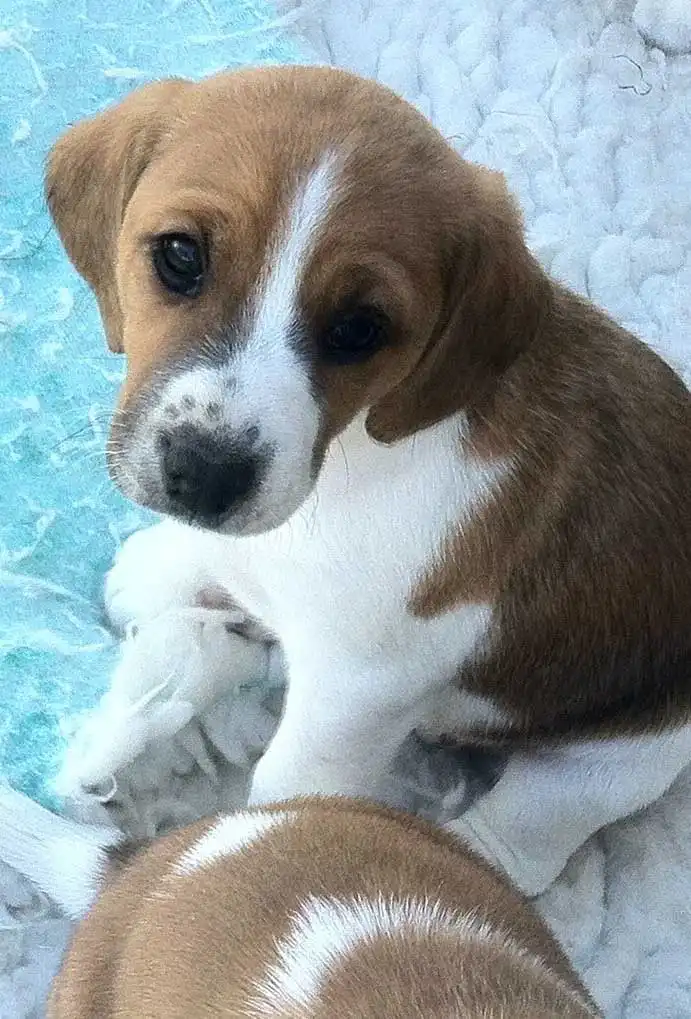 Apparence du Mini Fox Beagle