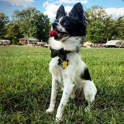 Mini Foxillon dog breed.