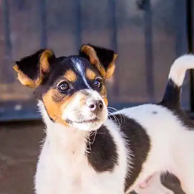 Mini Foxy Russell dog breed.