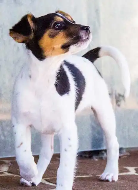Breed Origin