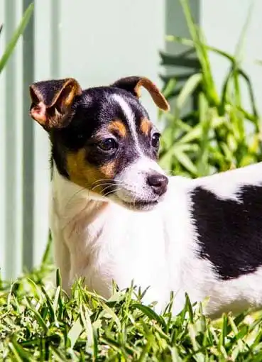 Breed Appearance