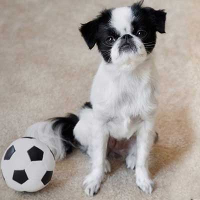 Mini Jafox