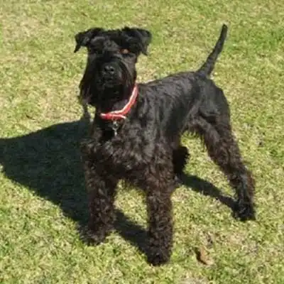 Mini Kerry Blue Schnauzer dog breed.
