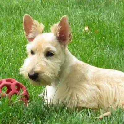 Mini Scottish Fox Terrier dog breed.