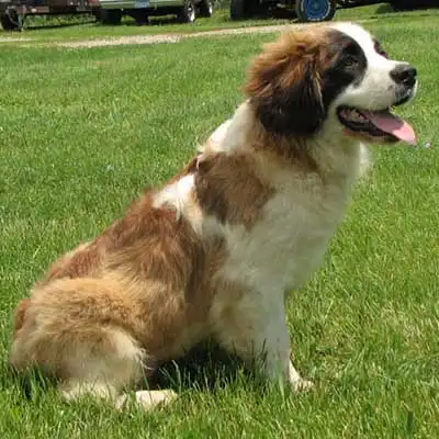 Mini St. Bernard dog breed.