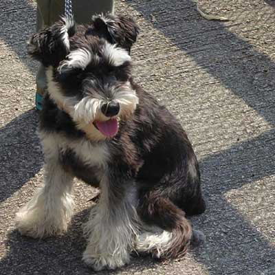 Mini Schnauzer à Poil Dur