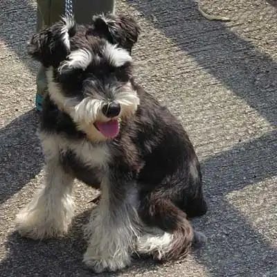 Mini Wire Hair Snauzer dog breed.