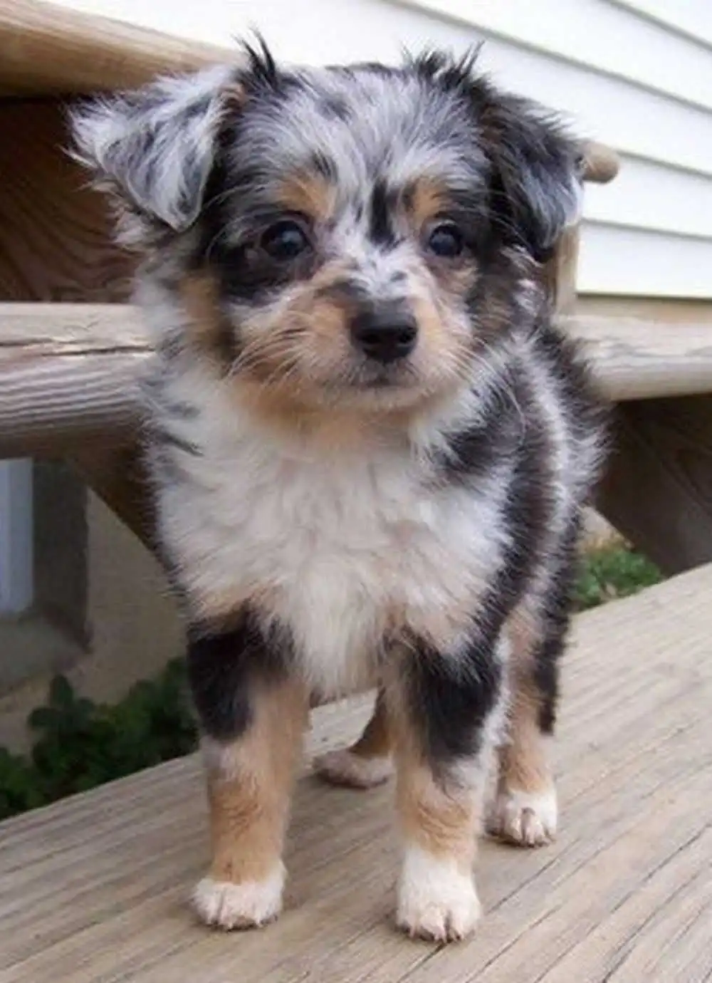 Herkunft & Geschichte von Mini Yorkshire Aussie