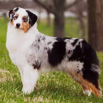 Miniature American Shepherd