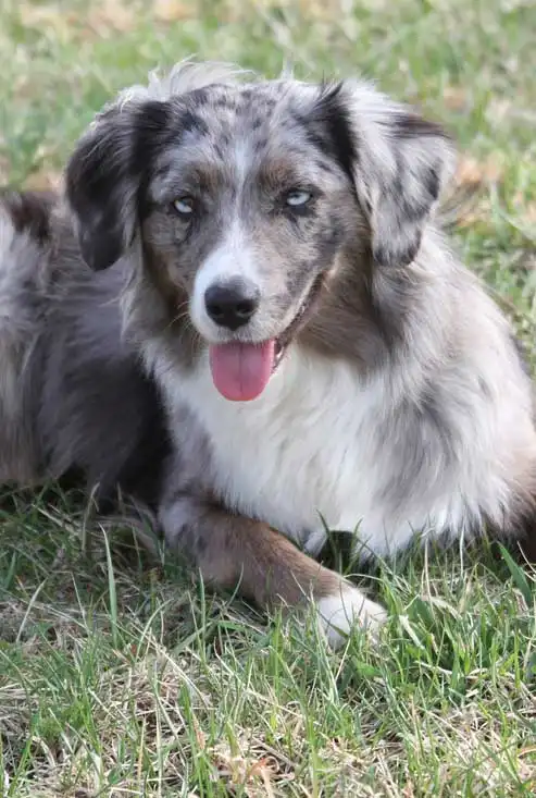 Breed Origin