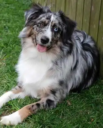 Breed Appearance