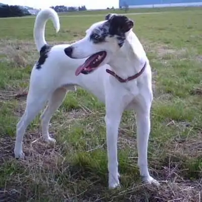 Miniature Ausseippet dog breed.