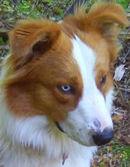 Breed Origin