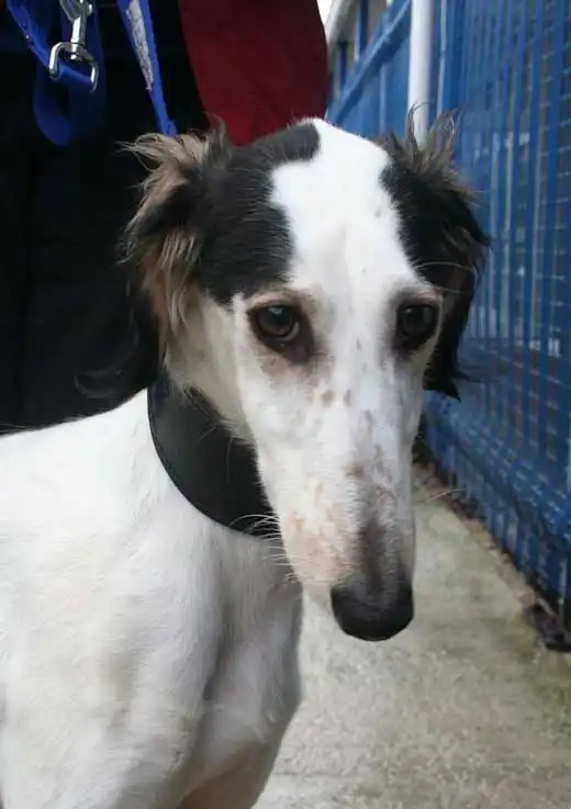 Breed Appearance