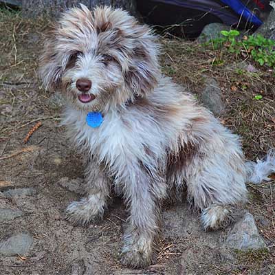 Miniature Aussiedoodle