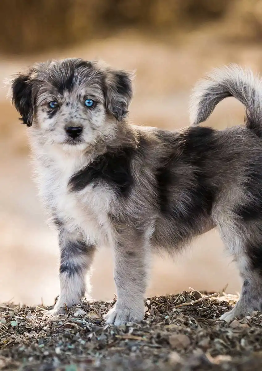Breed Origin