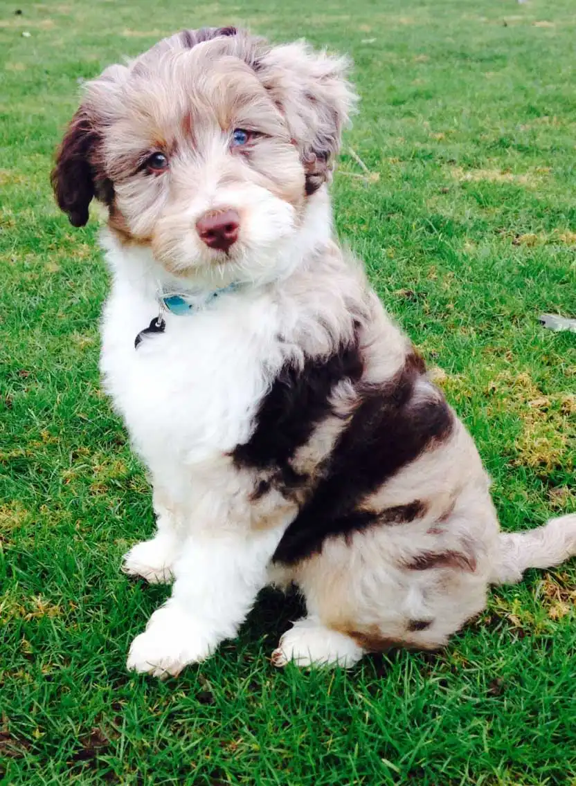 Breed Appearance