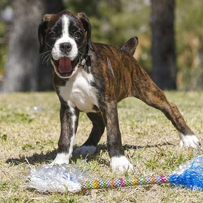 Miniature Boxer