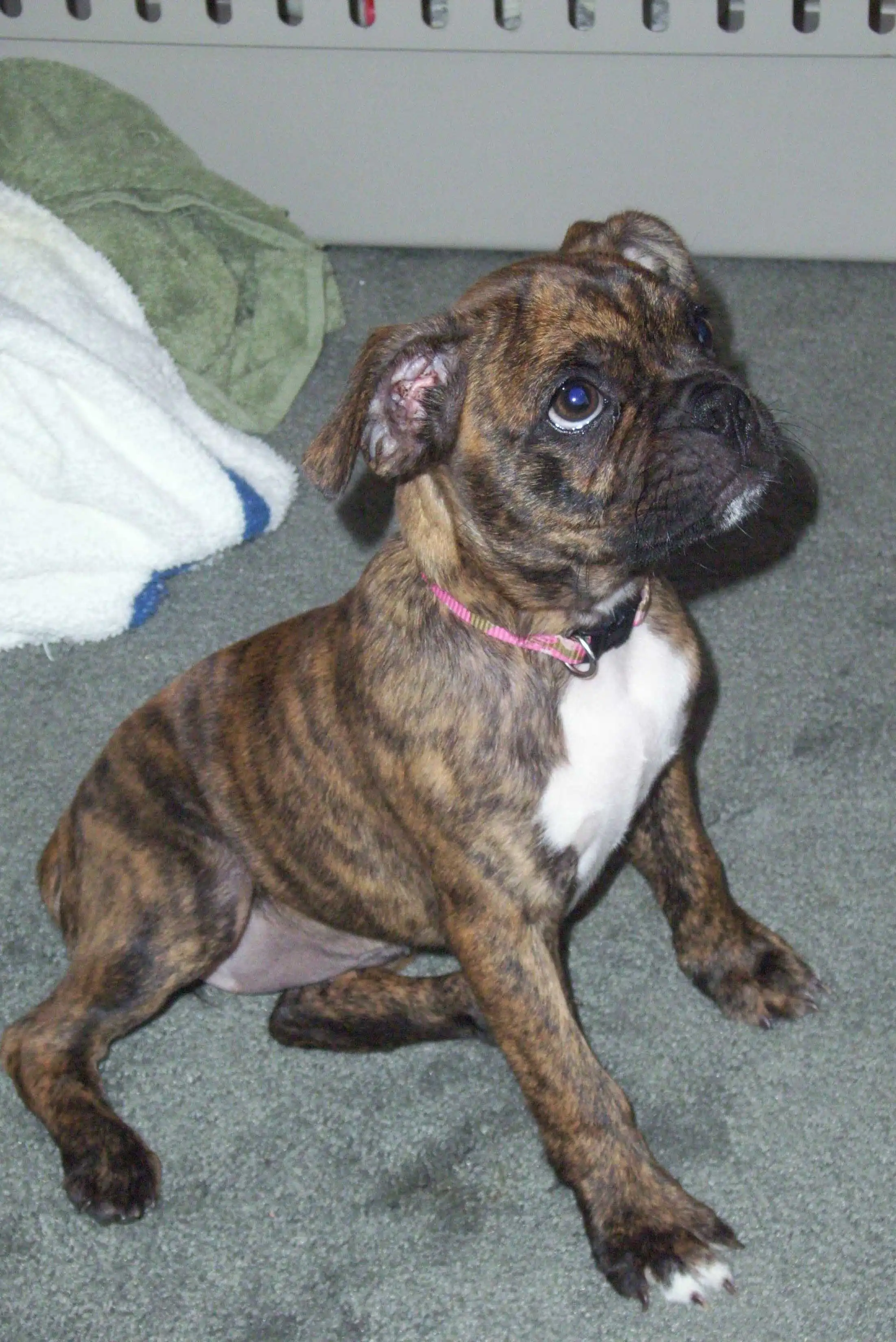 Aspetto del Boxer Miniatura