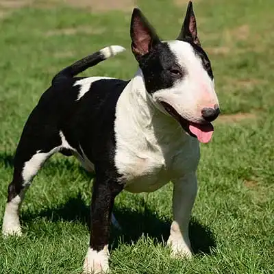 Miniature Bull Terrier dog breed.