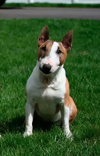 Breed Origin