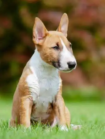 Breed Appearance