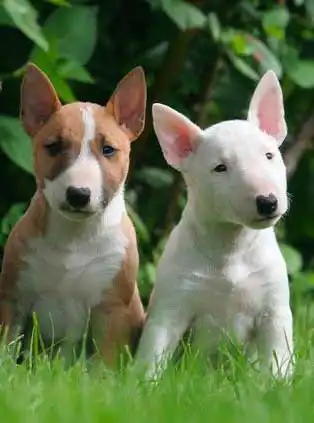 Behavior & Temperament