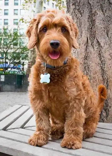 Breed Origin