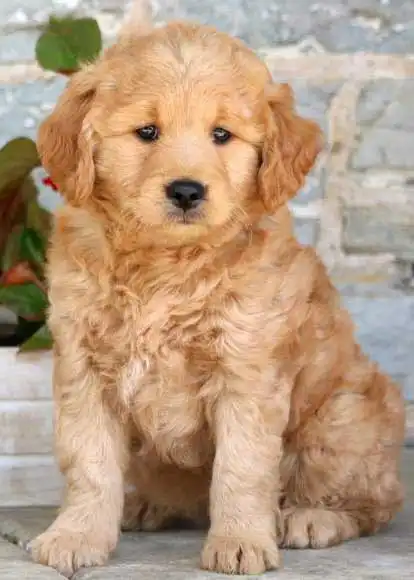 Breed Appearance